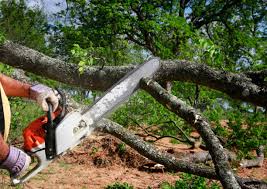 Seasonal Cleanup in Carson, WA